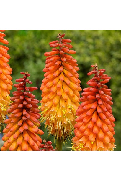 Кніфофія ягідна Альказар